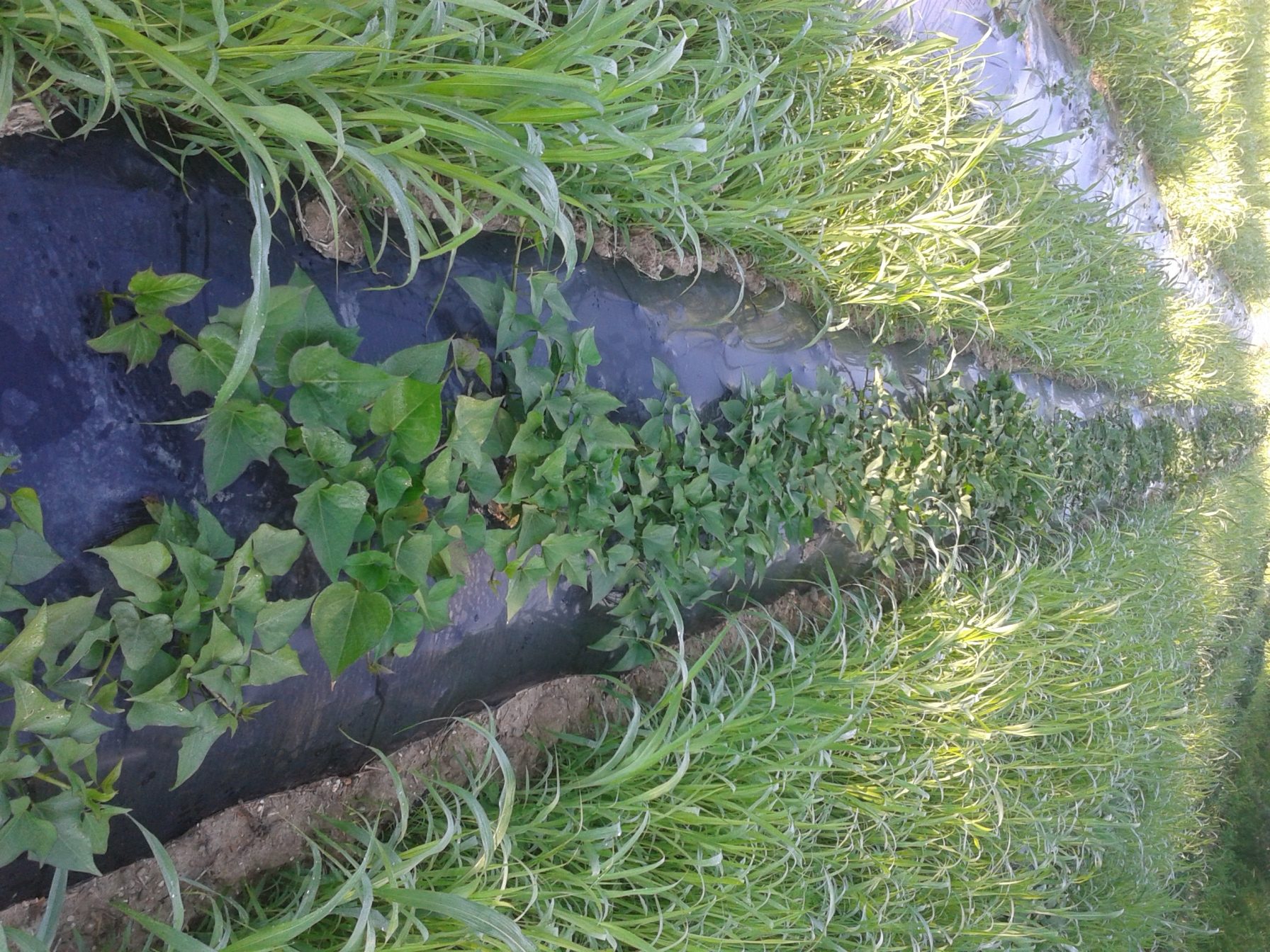 Izazovi u gospodarenju poljoprivrednim zemljištem