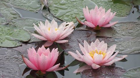 Novi termini regionalnih obuka za komunalne redare!