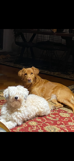 I zaštita životinja u proračunu