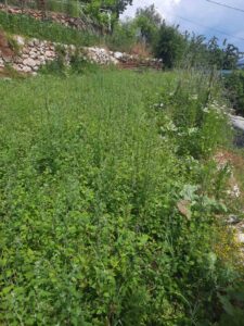 Uzvišeni smisao brsečkog češnjaka