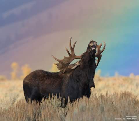 Divljina u gradu – suživot i zaštita