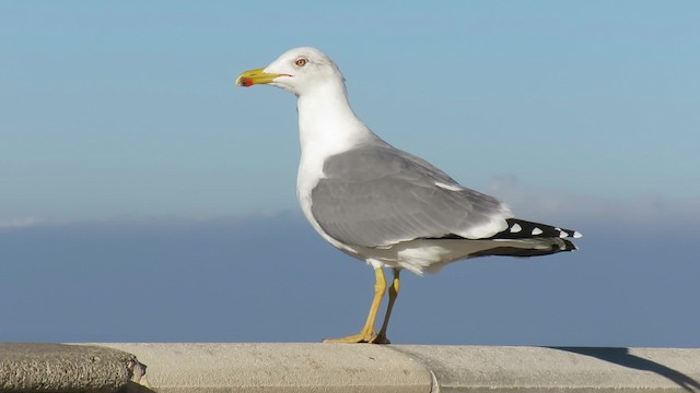 Živi svijet naše obale