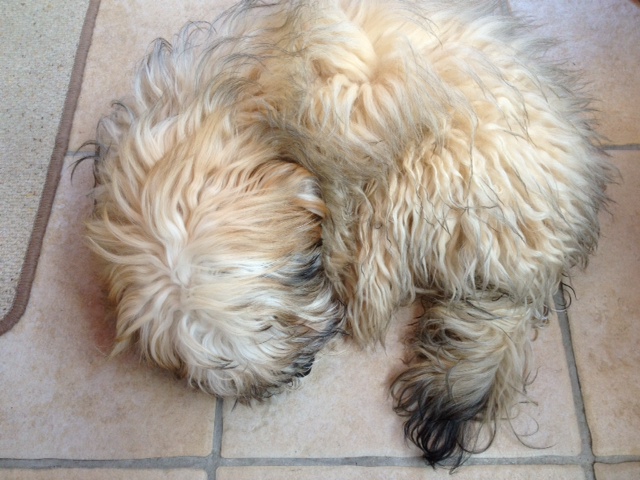 Prijatelji životinja podsjećaju nas na obaveze iz Zakona o zaštiti životinja