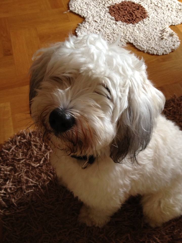 Udruga gradova podržala inicijativu za zabranu petardi