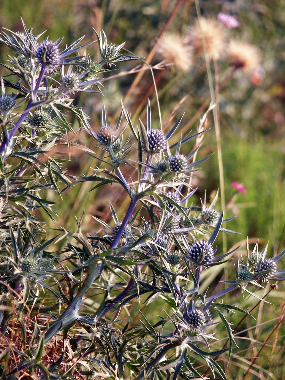 Upute Ministarstva poljoprivrede – važno!