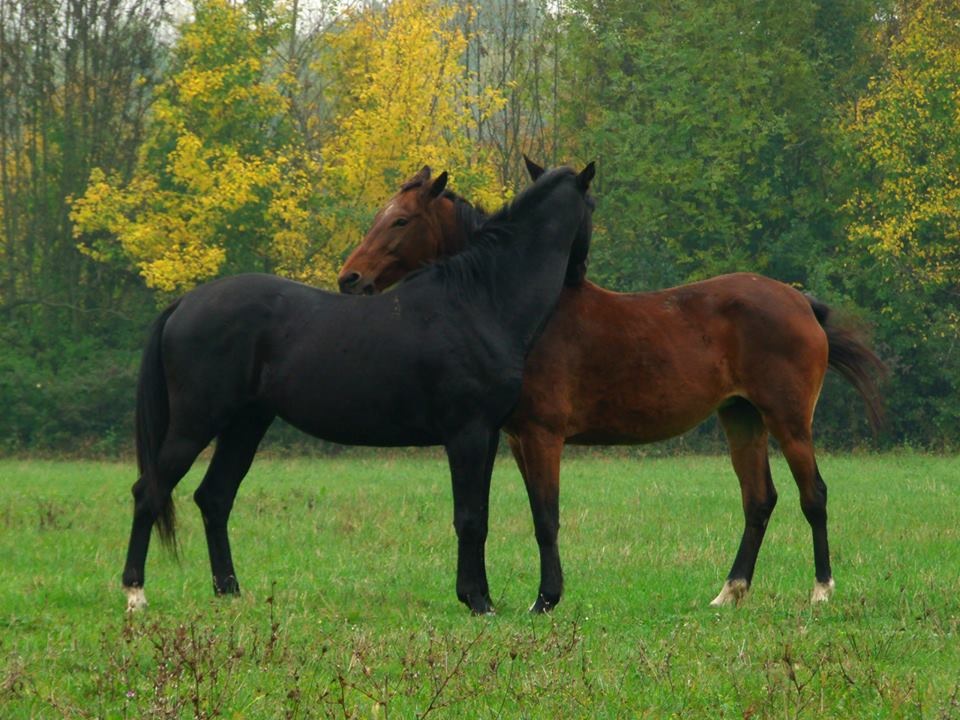 Predstavnici Udruge gradova, Udruge općina i Hrvatske zajednice županija s predsjednikom Hrvatskog sabora Josipom Lekom