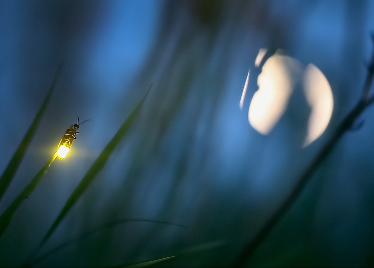Krijesnice i svjetlo, mogu li zajedno?