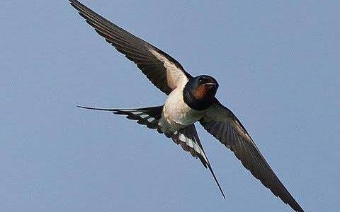 Svijet oko nas – stvoreni za let