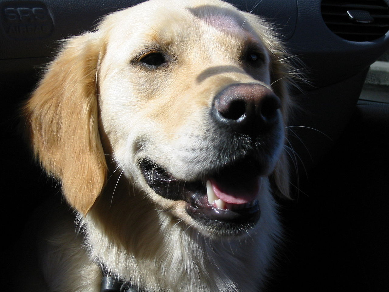 Nova kampanja Prijatelja životinja