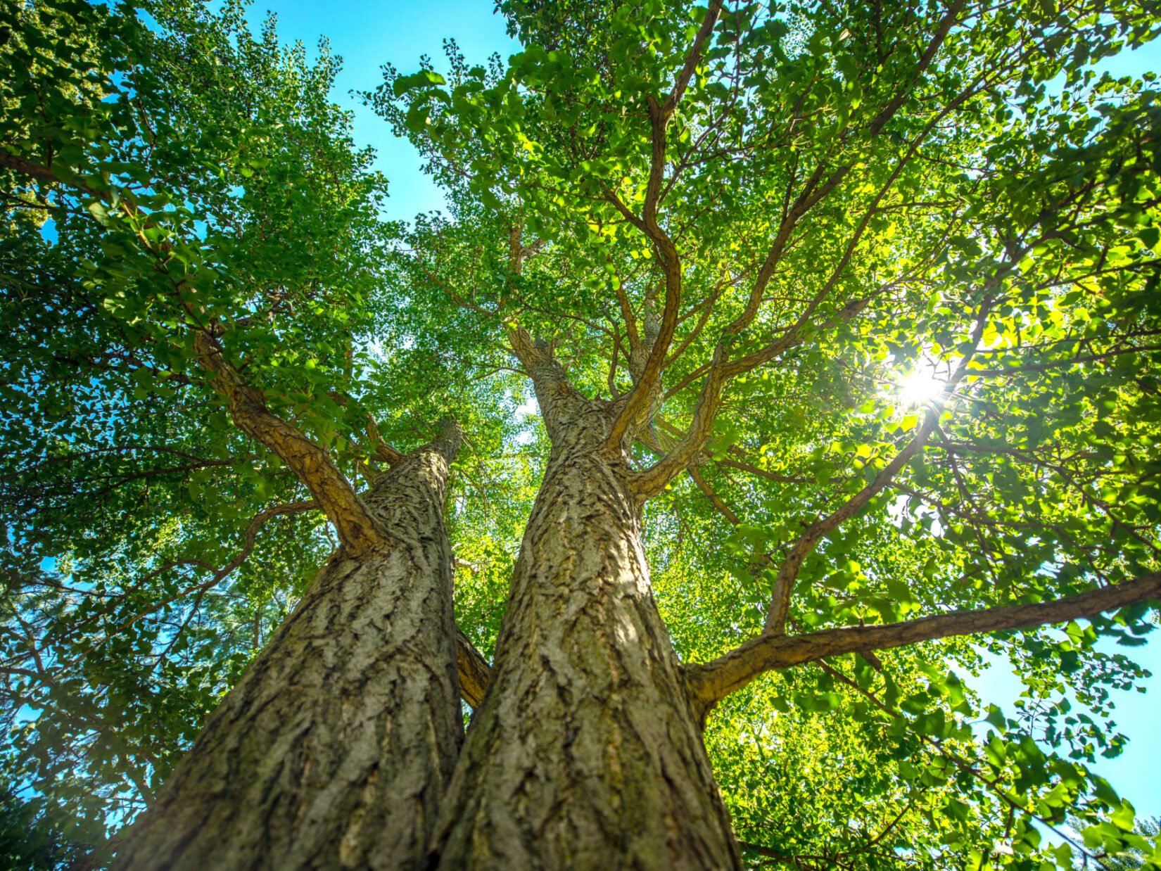 Mora li se baš posušiti do 30% novoposađenih stabala u našim gradovima?