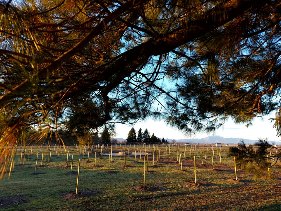 Želite javni voćnjak u svojem gradu? Evo što možete naučiti na primjeru javnog voćnjaka u Varaždinu