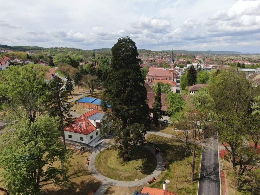 Zrelo i staro drveće je vrijedno – ne smijemo ga nipošto zapostaviti nauštrb sadnje mladog drveća