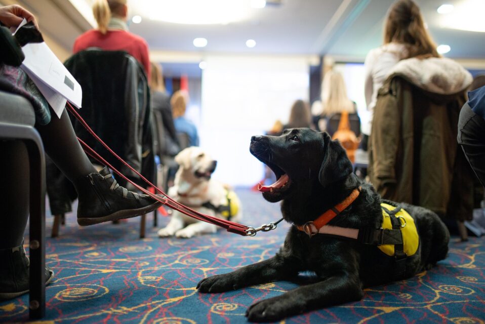 “Gradovi prijatelji djece – Gradovi prijatelji terapijskih pasa” – Zaključci i preporuke