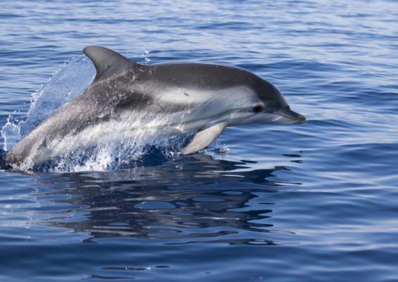Zanimljivosti o stanovnicima Jadrana