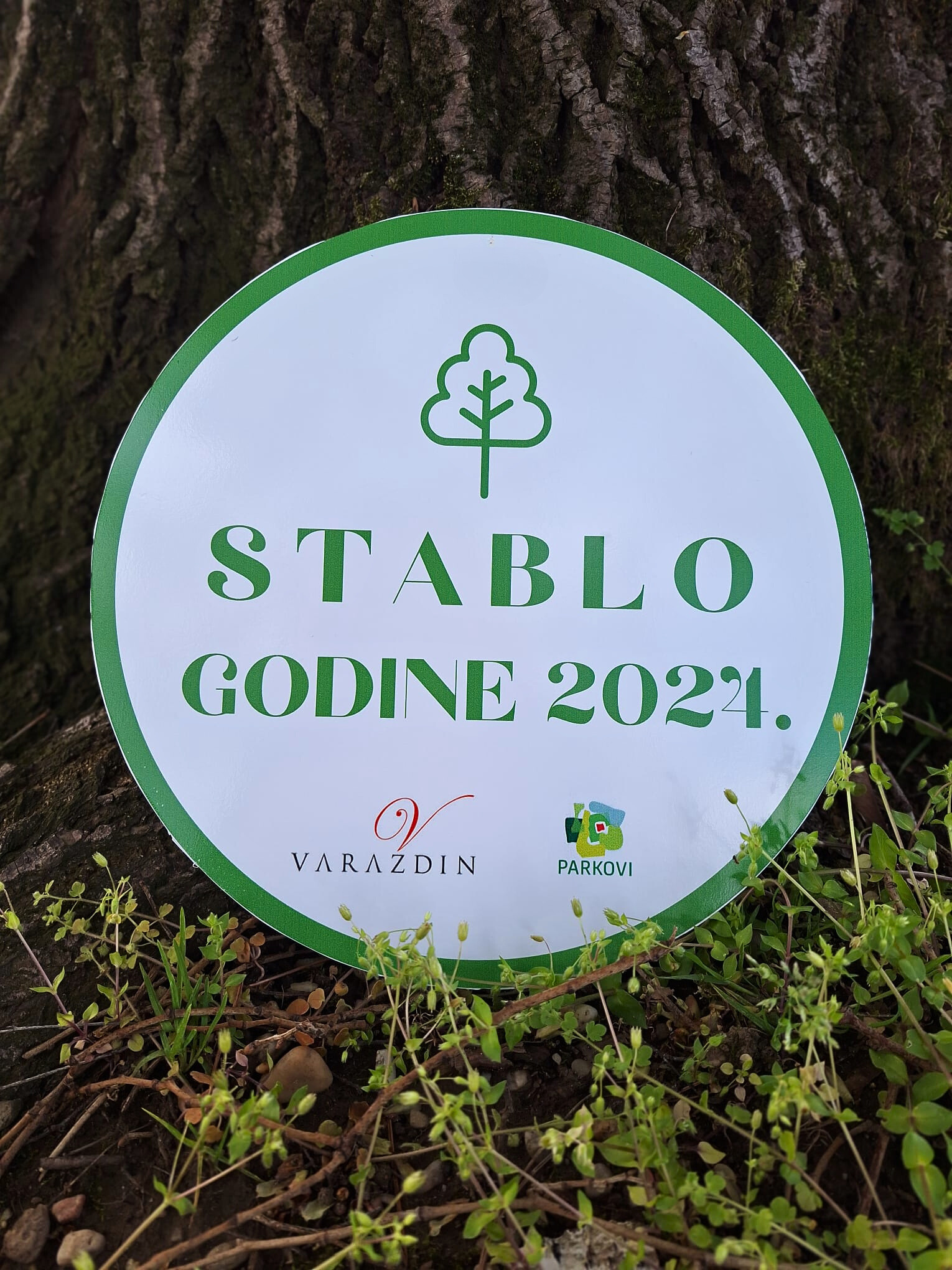 Ovako se vole stabla u Varaždinu