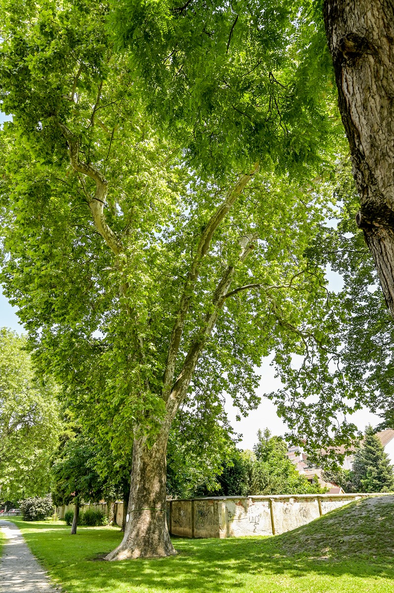 Izbor za Stablo godine 2025. – otvorene nominacije za omiljena stabla građana