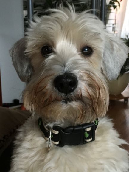 Ministarstvo poljoprivrede kreće s provedbom novih mjera zaštite životinja