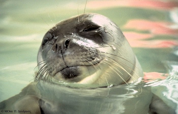 Svijet oko nas – kornjače i sredozemna medvjedica