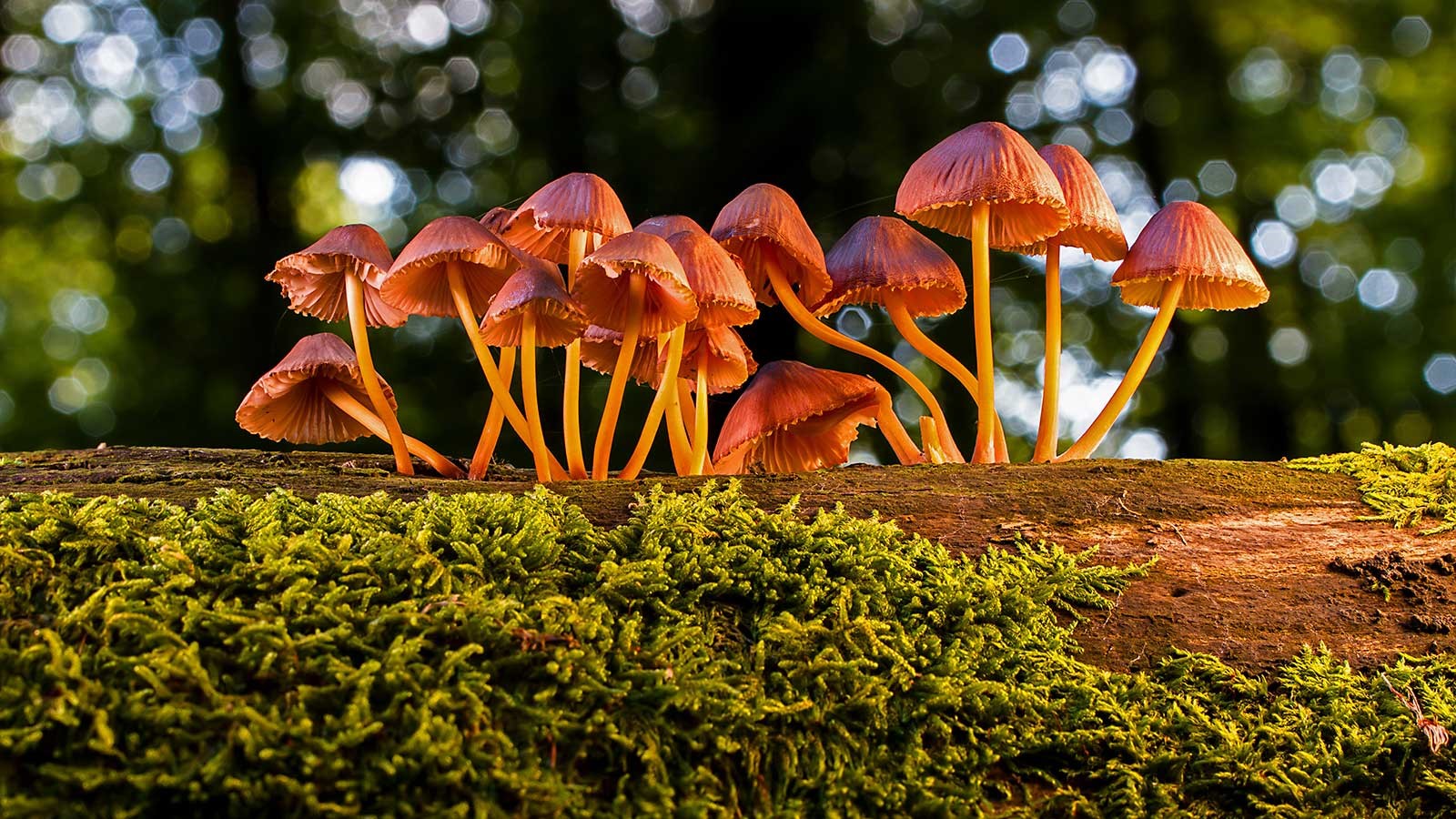 World Wide (Bio) Web, što je to?