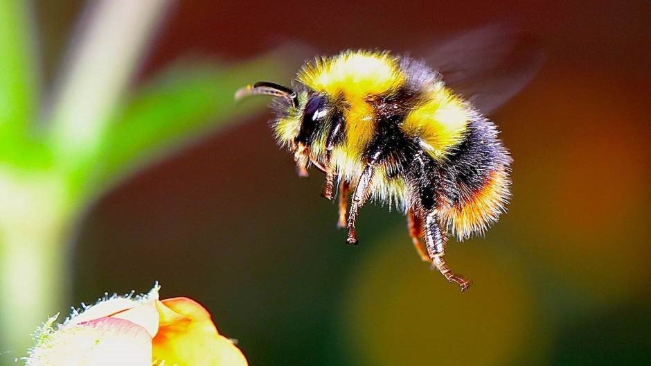 Živi svijet u gradovima i njihovom okruženju – novi članci
