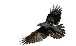 Gavran, divna ptica na lošem glasu. Zašto?