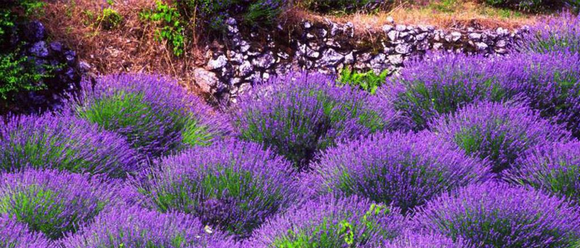 Obaveze gradova prema Zakonu o kulturnim vijećima