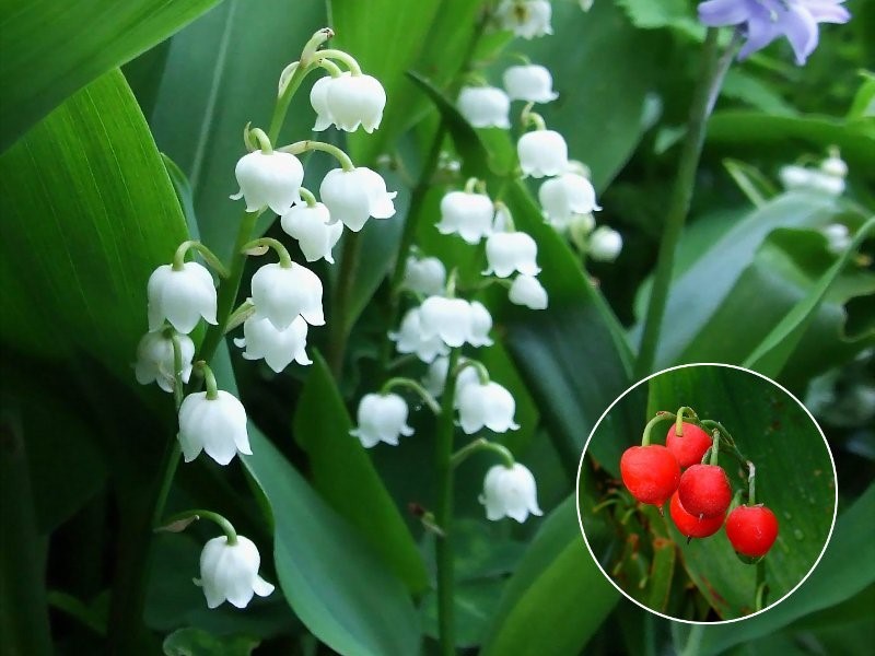 Lijepe, a otrovne. Mislimo na biljke.