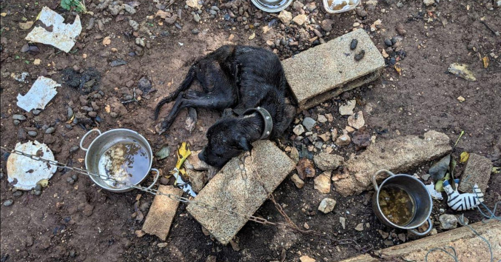 Danas, 28. rujna, obilježava se Svjetski dan borbe protiv bjesnoće