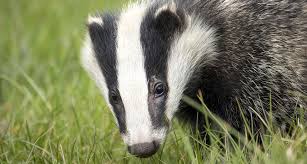 Živi svijet u živome gradu