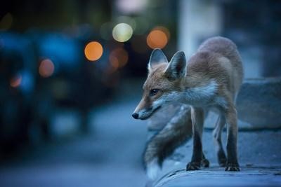 Lije, mudrice ili opasnost?