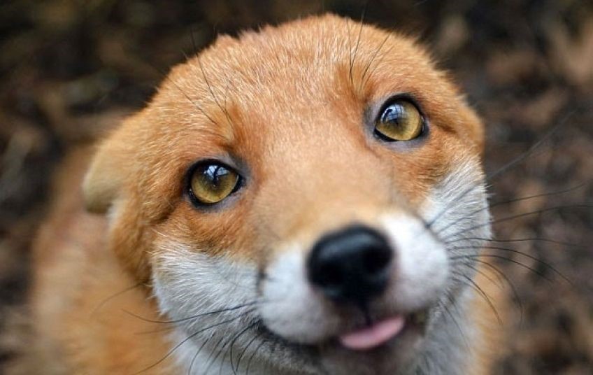 Živi svijet u gradovima i njihovom okruženju