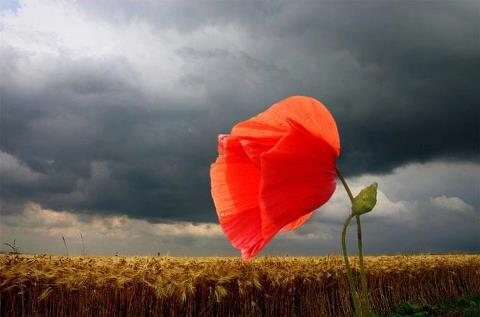 Konačni prijedlog Zakona o humanitarnoj pomoći stigao na mišljenje