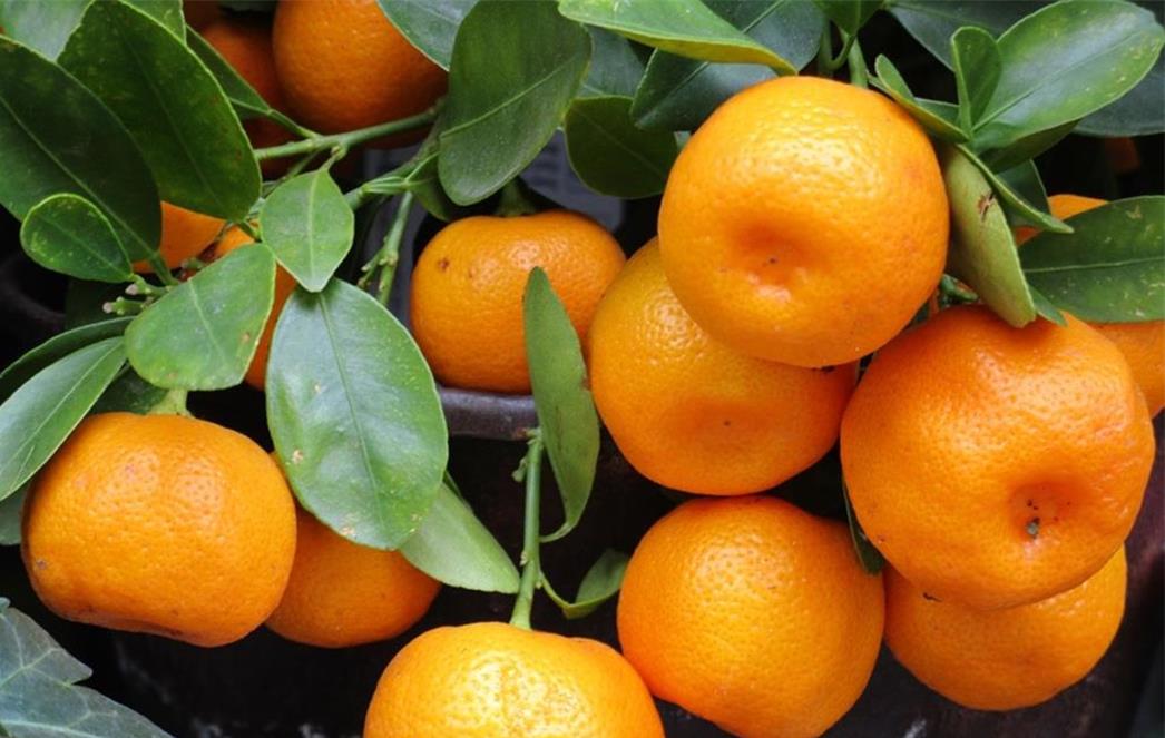 Pomoć pri plasmanu mandarina na javnim urbanim površinama