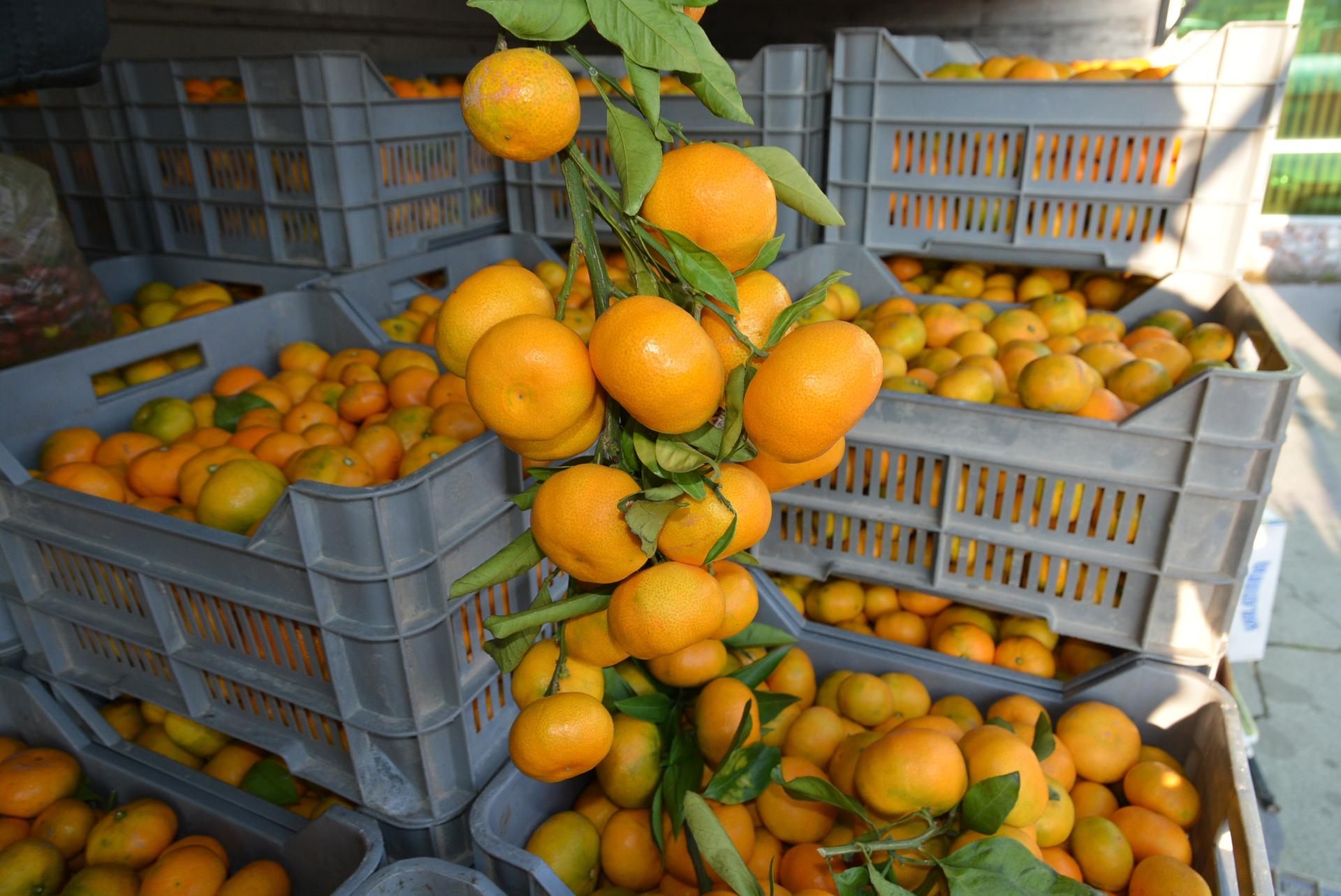 Poziv gradovima na ustupanje javnih površina za plasman neretvanskih mandarina