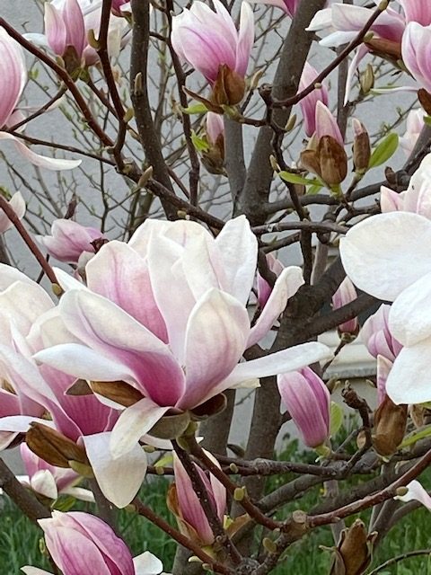 Poticajna naknada kao opterećenje gradskog proračuna – osvrt