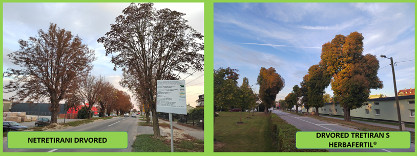 Sačuvajmo predivna stabla divljih kestena u gradovima Lijepe naše