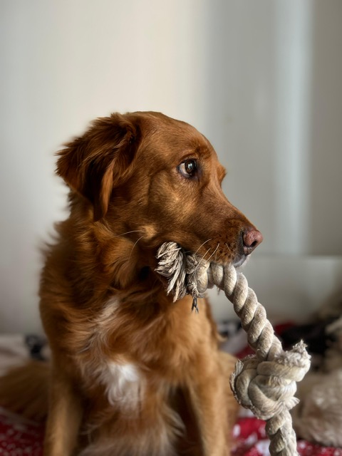 Ustavni sud ukinuo sporni članak Zakona o zaštiti životinja