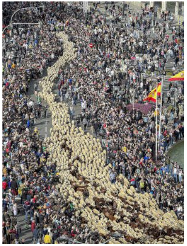 Znate li što je transhumanca?