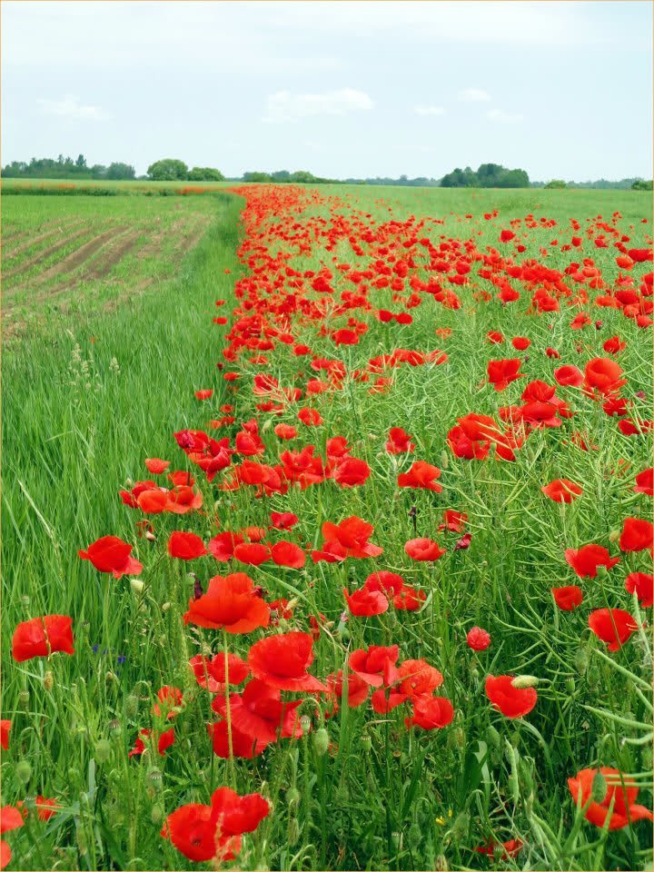 OSIJEK – Obuka komunalnih redara – DOPUNJENI PROGRAM!