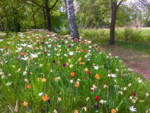 Mnogi europski gradovi pridružili su se inicijativi “No Mow May” – “Svibanj bez košnje”